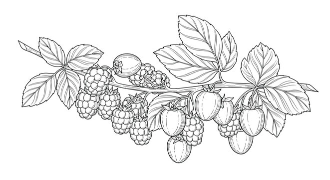 Detailed black and white botanical sketch of a branch with several ripe raspberries and textured leaves for natural food design.