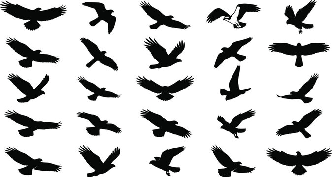  Eagle and hawk flying silhouettes vector icons set with birds of prey soaring tracking shapes isolated on white background
