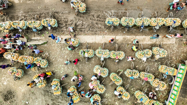 Tangail, Bangladesh - 05 August 2022: Aerial view of a bustling pineapple market with numerous bicycles heavily loaded with fresh fruit and people moving through the muddy ground.
