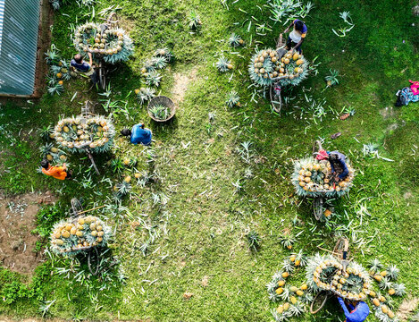 Tangail, Bangladesh - 05 August 2022: Aerial view of workers loading fresh pineapples onto bicycles in a lush green field with scattered leaves and baskets.