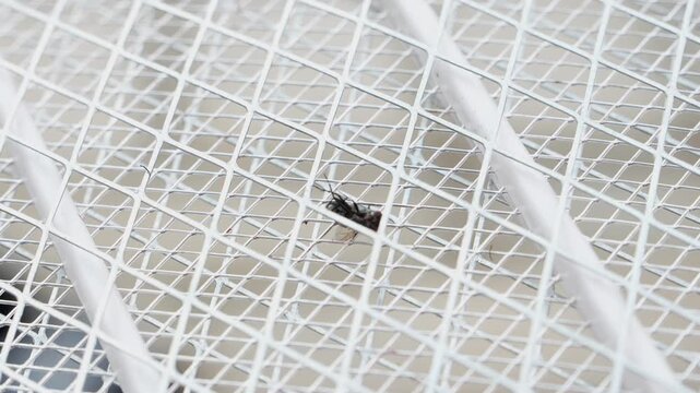 Out of focus housefly on electric insect racket after electric shock