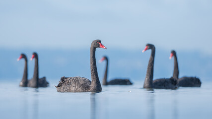 A group of wild, black swans (Cygnus atratus) floating on a serene and calm coastal lagoon at midday, Australia © Kris