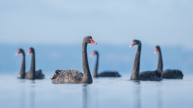 A group of wild, black swans (Cygnus atratus) floating on a serene and calm coastal lagoon at midday, Australia