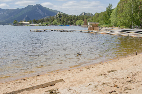 Seagull taking off from sandy lakeshore with mountains in background in Borovoe, Kazakhstan. Wildlife and nature travel concept.