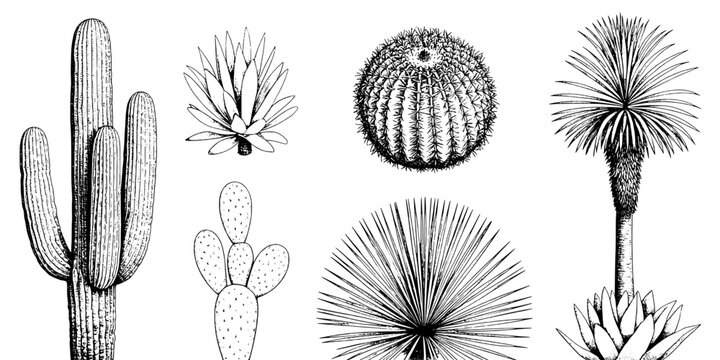 Cactus Line Art Set with Hand Drawn Spiky Pads, Prickly Textures, and Desert Plant Doodles for Print and Web Design