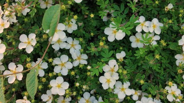 A sunny summer day in the garden, along a stone path in a residential area, is filled with small white flowers.