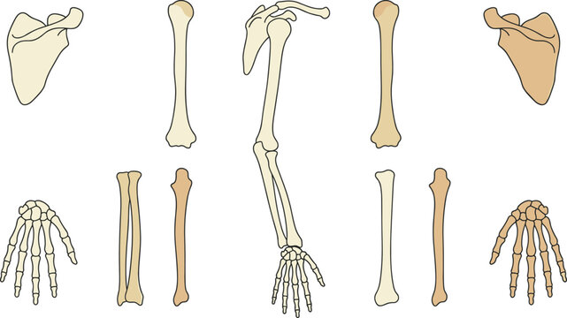 Human Upper Limb Skeletal Anatomy Set with Scapula, Humerus, Radius, Ulna, Hand Bones, and Medical Education Illustration