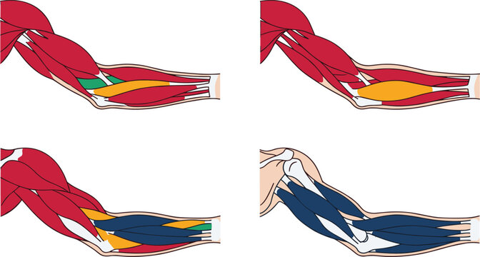 Forearm Muscle Anatomy Collection Showing Flexor and Extensor Muscle Groups, Upper Limb Structure, Medical Education Diagram, and Healthcare Illustration