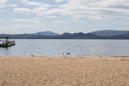 Seagull taking off from sandy lakeshore with mountains in background in Borovoe, Kazakhstan. Wildlife and nature travel concept.