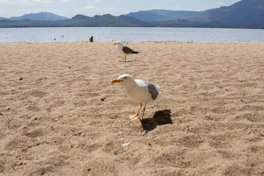 Seagull taking off from sandy lakeshore with mountains in background in Borovoe, Kazakhstan. Wildlife and nature travel concept.