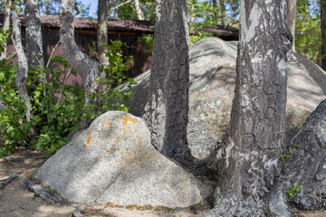 Fototapeta premium Forest with trees and stones. Natural landscape, wilderness and outdoor nature concept.