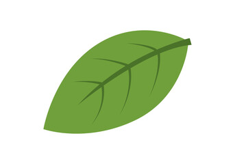 Fototapeta premium Una hoja verde de planta