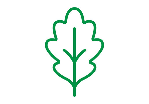 Hoja de roble verde con contorno