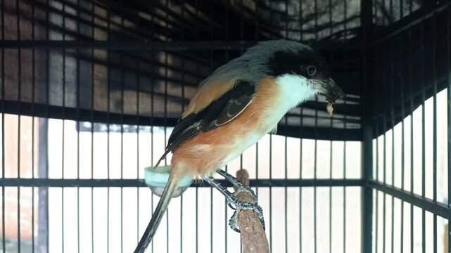 Small bird with orange and white plumage perches on a branch