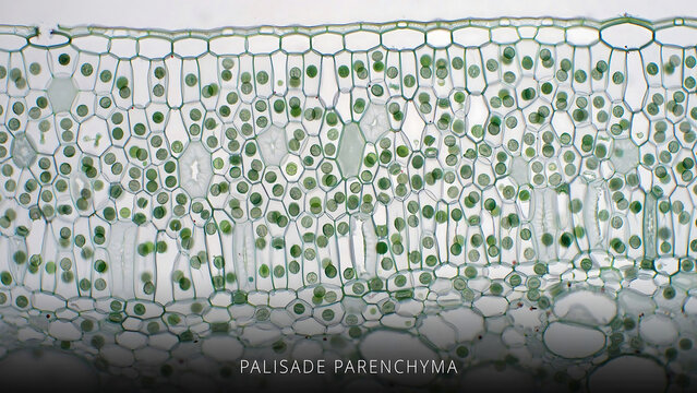 Palisade parenchyma cells in plant leaf tissue under microscope examination for biology and botany studies  plant anatomy and cell structure