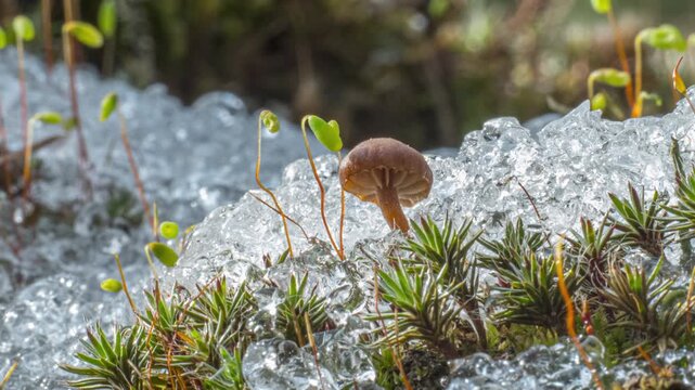 Macro time lapse of melting snow revealing mushroom and spring sprouts, seasonal thaw exposing delicate forest life beneath crystalline ice