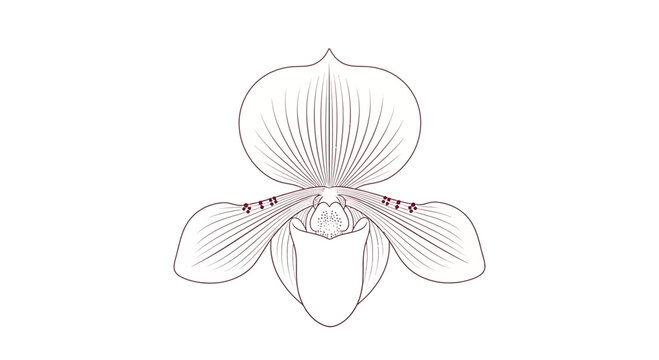 Detailed illustration of an orchid flower.