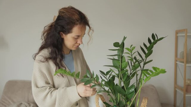 Smiling woman caring for houseplant and cleaning leaves
