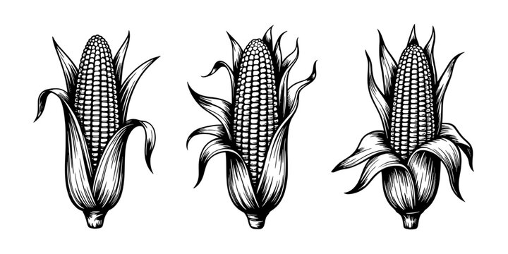 Corn Illustration Set with Detailed Husks and Kernels Featuring Husk, Black and White, Drawing with Agriculture and Food Elements for Plant,