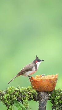 Close up Video of Red-whiskered bulbul bird perches on mossy branch, eyes alert, beak slightly open and eating fruits. Bright orange fruit rests nearby, offering tempting snack. Soft green background