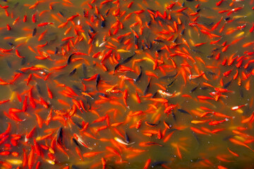 Karp Koi, ryby sadzawka, kolor czerwony © Maciej G. Szling