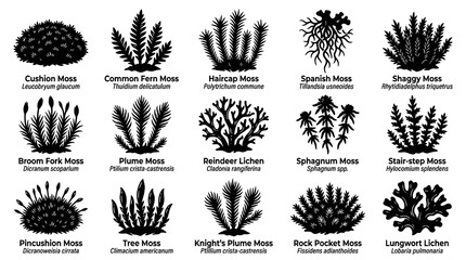 Obraz premium Botany Mosses and Lichens Species Black White Silhouette Icons Collection. Nature Biology Plant Glyphs.