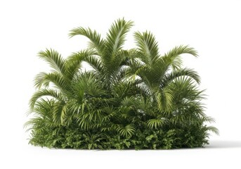 Obraz premium Lush green palm tree bush with tropical leaves isolated on white background
