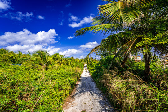 Tropical pathway lined with lush palm trees and vibrant vegetation on Great Guana Cay, Bahamas, leading through a serene Caribbean island landscape under a dramatic blue sky with scattered clouds.