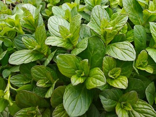 Fresh Green Spearmint Leaves (Mentha spicata) Growing in the Garden. © Явор Янев