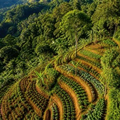 Fototapeta premium Lush Terraced Vegetable Gardens Integrated Into Verdant Jungle Landscape Viewed From Above