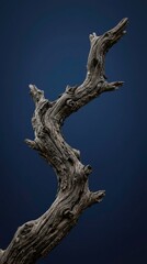 Fototapeta premium Close-up of a weathered, twisted wooden branch against dark background