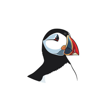 Detailed vector illustration of an Atlantic puffin head in profile, featuring its iconic orange and red beak, black crown, and white face, isolated on a solid white background.