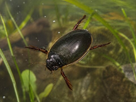 Japanese Diving Beetle Aquatic Beetle