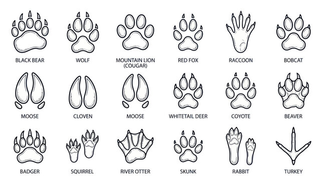 Collection of Hand-Drawn Animal Paw Prints and Footprints - Vector Illustration
