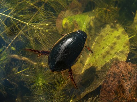 Japanese Diving Beetle Aquatic Beetle