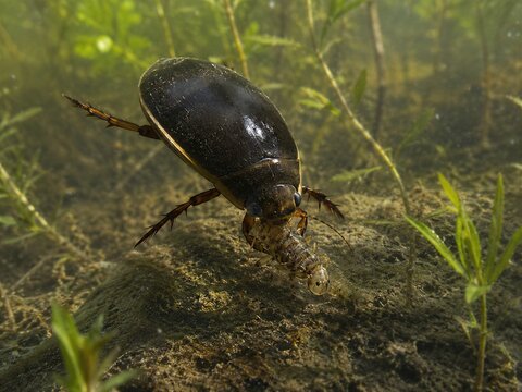 Japanese Diving Beetle Aquatic Beetle