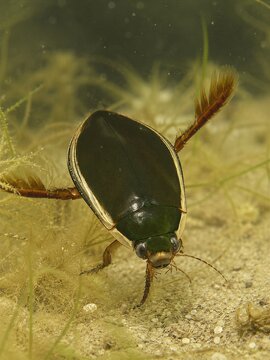 Japanese Diving Beetle Aquatic Beetle