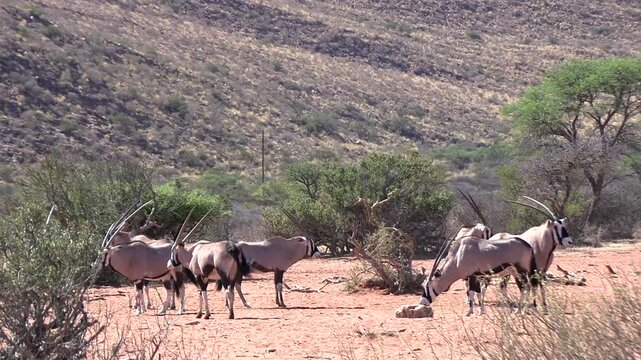 A herd of sable antelopes standing in a dry savannah landscape with trees and bushes.