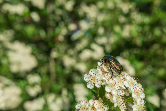 A shiny metallic green rose chafer beetle pollinating delicate white flowers on a blooming bush. Bright natural sunlight and softly blurred spring nature background.