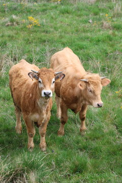 G&eacute;nisses de race Aubrac &agrave; Nasbinals, sur le plateau de l'Aubrac (Occitanie, Loz&egrave;re, France)