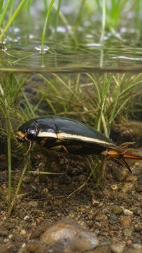 Japanese Diving Beetle Aquatic Beetle