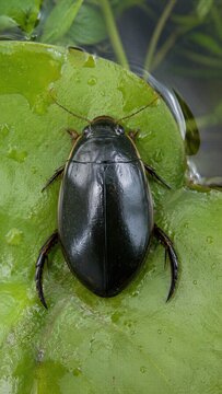 Japanese Diving Beetle Aquatic Beetle