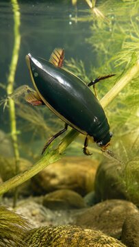 Japanese Diving Beetle Aquatic Beetle