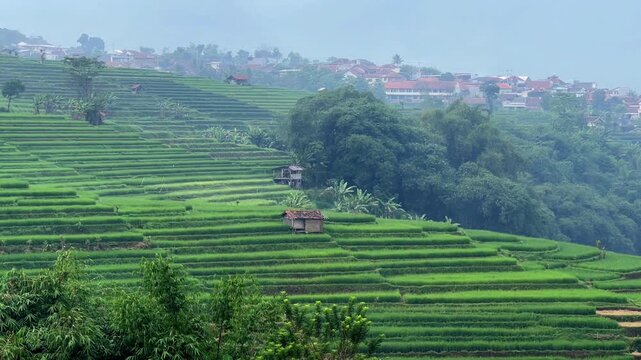 Terraced Rice Fields In Sumedang West Java Indonesia