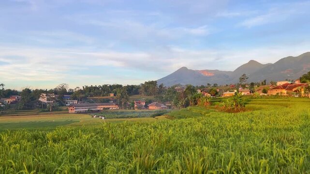 Beautiful sunrise at the rice fields with Papandayan Mountain In Garut West Java