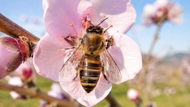 Asian Honeybee Collecting Nectar