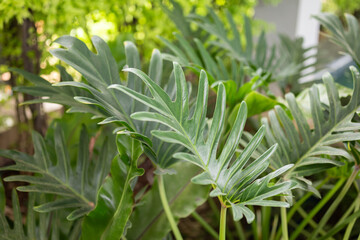 Green tropical foliage background with serrated leaves of exotic plant © Kwangmoozaa
