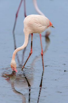 Greater flamingo (Phoenicopterus roseus) feeding in the shallow water of a lagoon in the Camargue, France.