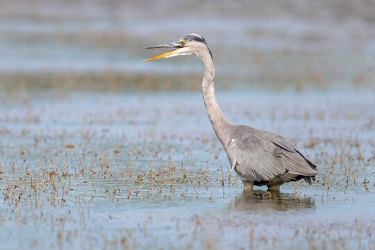 Grey heron (Ardea cinerea) hunting in a lagoon in the nature protection area Marais du Vigueirat in the Camargue, France.