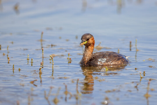 Little grebe (Tachybaptus ruficollis) swimming in a lagoon in the nature protection area Marais du Vigueirat in the Camargue, France.